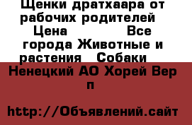 Щенки дратхаара от рабочих родителей › Цена ­ 22 000 - Все города Животные и растения » Собаки   . Ненецкий АО,Хорей-Вер п.